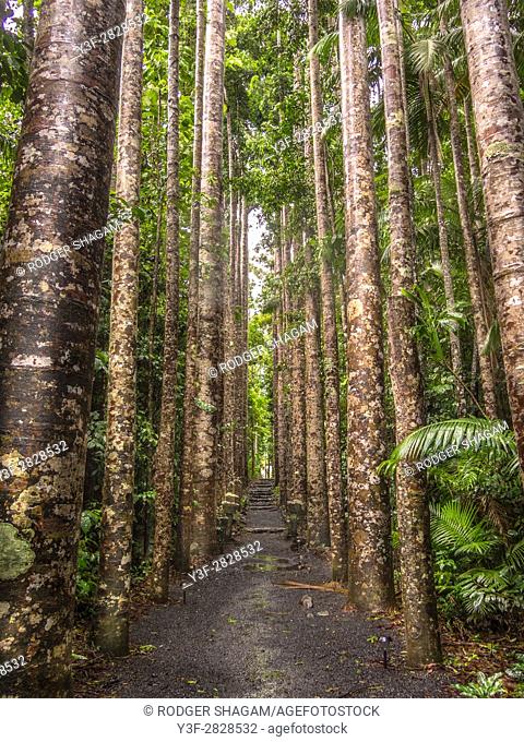 Kauri Pines in Peronella Park, Queensland - the pattern won the trees was used for camouflage designed for the Australian army