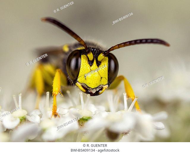sand-tailed digger wasp (Cerceris arenaria), Male foraging on Wild Carrot (Daucus carota), Germany