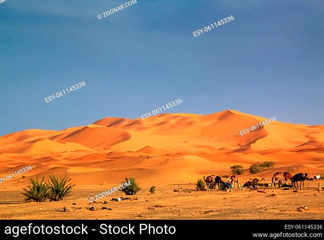 Camels feeding in a camp at the foot of the stunning sand dunes of Sahara desert in Merzouga, Morocco