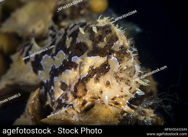 Sargassumfish, Histrio histrio, Raja Ampat, West Papua, Indonesia