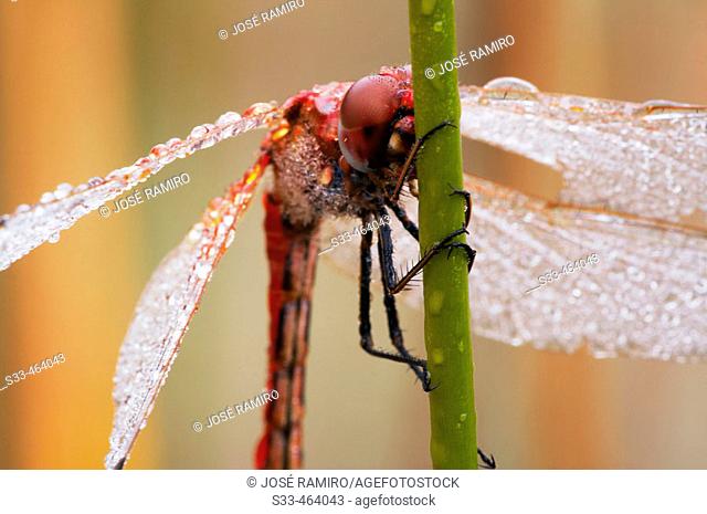 Dragonfly with dew on wings, holding on reed