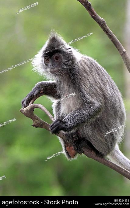 Silver leaf monkey, Labuk Bay, Sabah, Borneo (Presbytis cristatus), Silvery silvery lutung (Trachypithecus cristatus), Malaysia, Asia