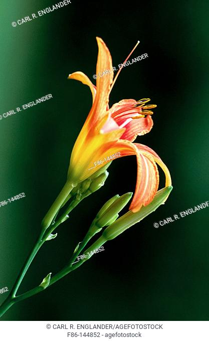 Day-lily (Hemerocallis fulva)