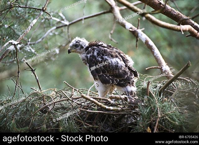 Northern goshawk (Accipiter gentilis), young bird in eyrie, transition from dark plumage to feathers, North Rhine-Westphalia, Germany, Europe