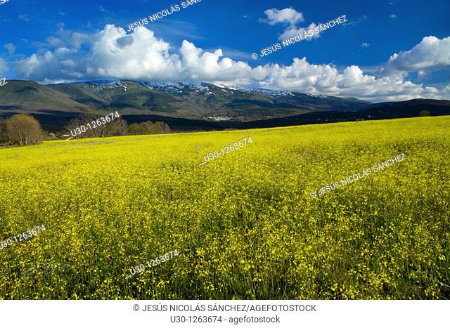 Overview of Sierra de Béjar from yellow field of Brassica barrelieri, in Valdesangil, Salamanca province, Biosphere Reserve of Sierra de Béjar and Francia