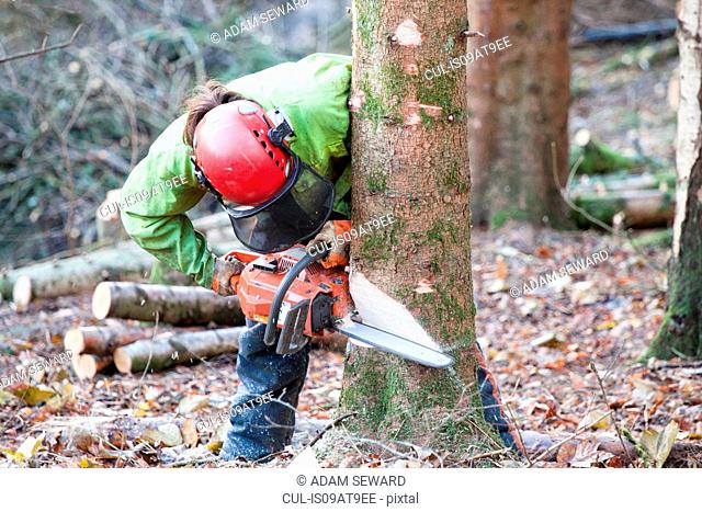 Conservationist working in a reserve to remove non-native conifer trees for natural forest restoration