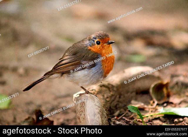 Little Robin in the nature