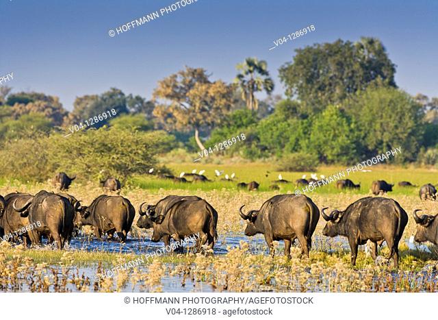 A herd of african buffalos (Syncerus caffer) crossing through water in the Okavango Delta, Botswana