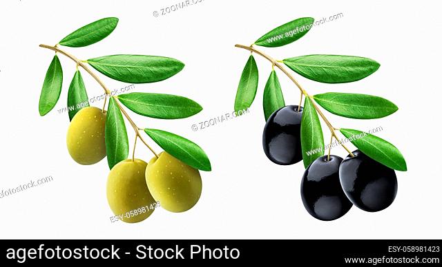 Olive tree branch, green and black olives with leaves isolated on white background with clipping path, collection