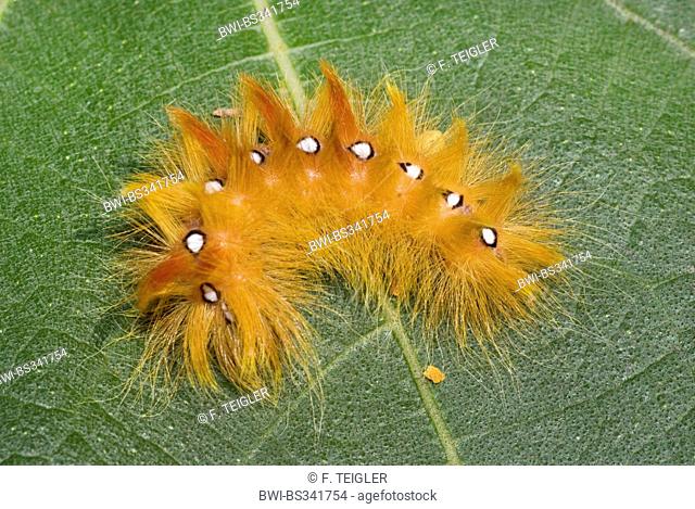 sycamore moth (Acronicta aceris), caterpillar on a leaf, Germany