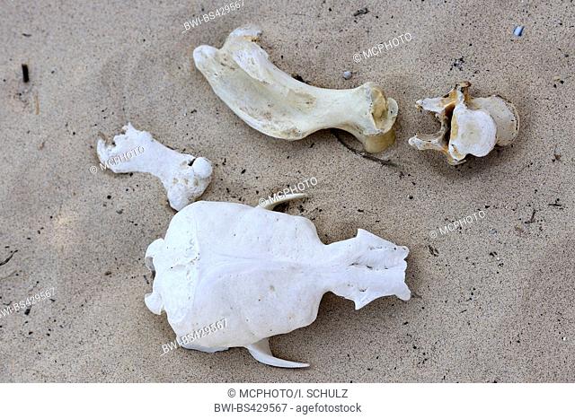 Galapagos sea lion (Zalophus californianus wollebaeki, Zalophus wollebaeki), skull and bones on the beach, Ecuador, Galapagos Islands, Santa Fe