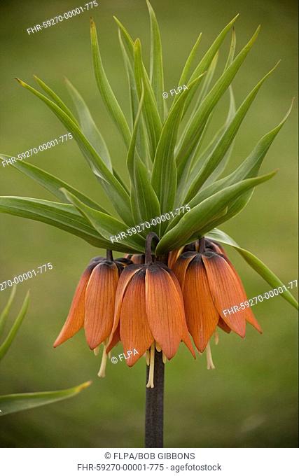 Crown Imperial Fritillaria imperialis close-up of flower, in garden