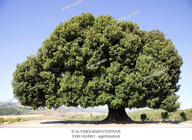 oak, chianti, area of brolio, province of siena, tuscany, italy, europe