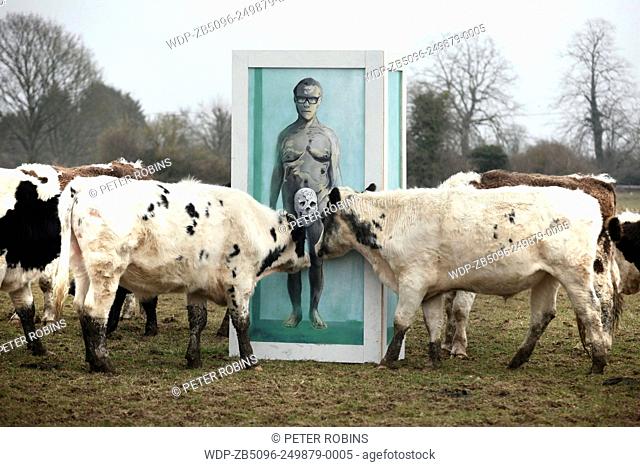 Cows inspect artwork of Damien Hirst in formaldehyde that was put in their field next to Highrove, Gloucestershire, by street artist Syd (Luke Hollingworth)