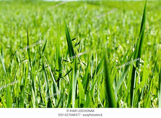 Agricultural field on which grow immature cereals, oats
