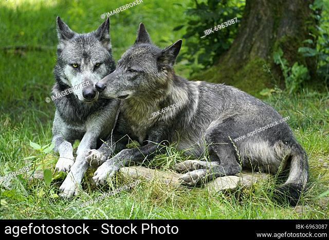 Timberwolf, American wolf Mackenzie Valley Wolf (Canis lupus occidentalis), two wolves lying in a meadow, Captive, France, Europe
