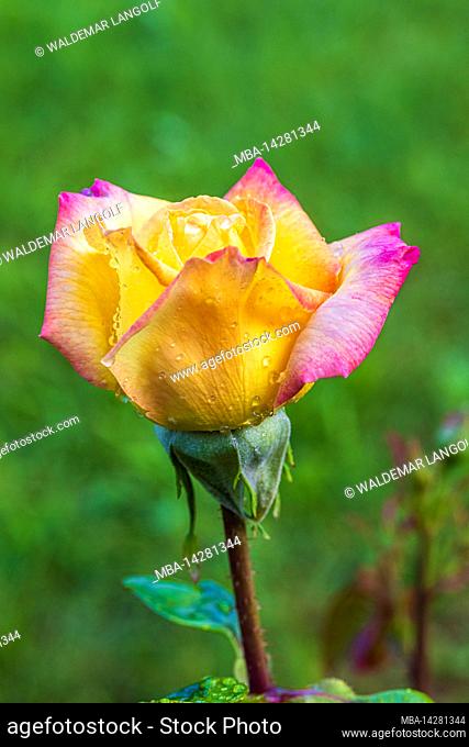 Rose in garden, wet, water drops