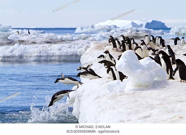 AdÇlie penguin Pygoscelis adeliae near the Antarctic Peninsula, Antarctica MORE INFO The AdÇlie Penguin is a type of penguin common along the entire Antarctic...