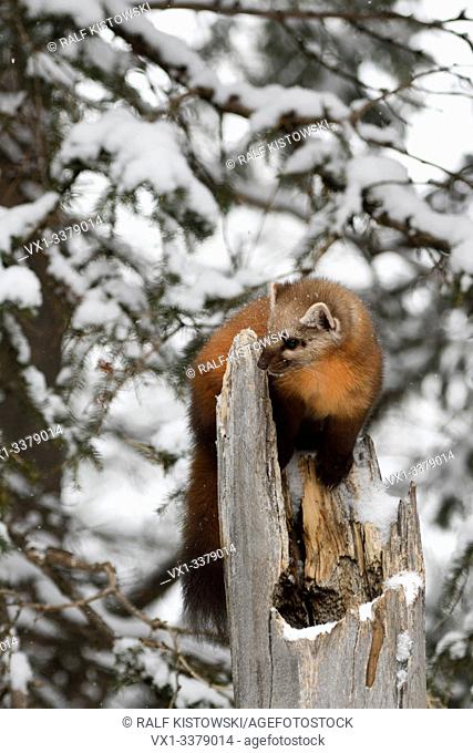 American Pine Marten (Martes americana) in winter, young, juvenile, climbing on an old broken snow covered tree stump, USA.