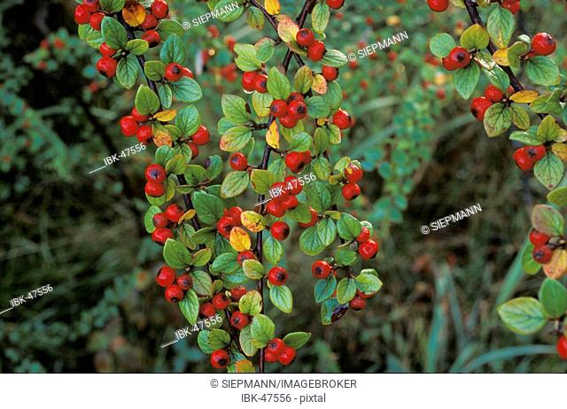 Rockspray cotoneaster with berries - Cotoneaster horizontalis Germany