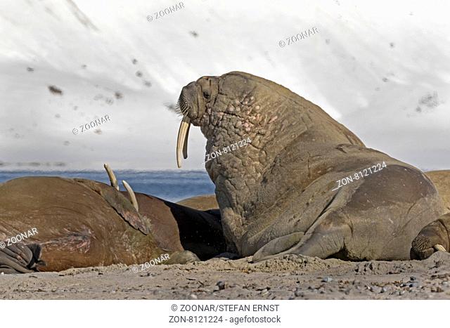 Walrosse am Strand, Spitzbergen, Svalbard, Norwegen, Europa / Walruses on the beach, Svalbard, Spitsbergen, Norway, Europe / Odobenus rosmarus