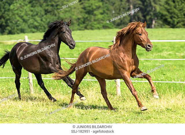 Pure Spanish Horse, Andalusian. Two young stallions galloping on a pasture. Germany