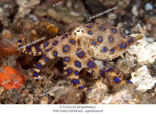 Greater Blue-ringed Octopus (Hapalochlaena lunulata) adult, Lembeh Straits, Sulawesi, Sunda Islands, Indonesia, November