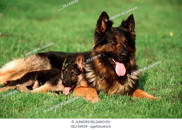 dog lying with cub on meadow