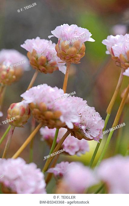 Spiny Thrift (Armeria pungens), blooming, Portugal