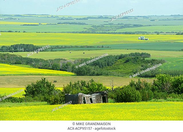 Canola crops and old homestead along the Saskatoon Trail near North Battleford Saskatchewan Canada