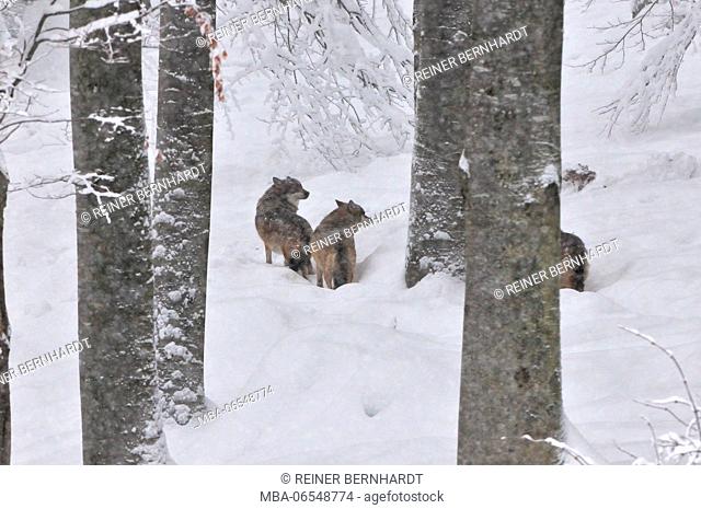 European wolves in the snow, Canis lupus