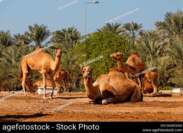 Royal Camel Farm. Kingdom of Bahrain. Königreich Bahrain. Mamlakat al-Bahrain. Bahrain