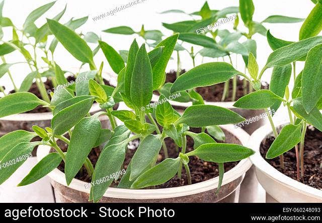 Seedlings of young pepper plants are grown in containers. Front view, close-up