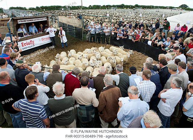Sheep farming, breeding ewes in auction ring at sale, Thame Sheep Fair, Oxfordshire, England, August