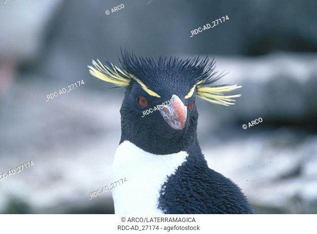 Rockhopper Penguin Sea Lion Island Falkland Islands Eudytpes crestatus Eudyptes chrysocome