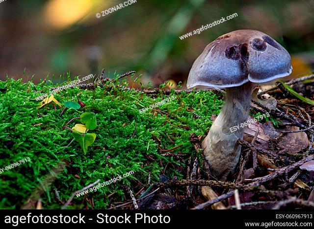 Cortinarius anomalus, also known as the variable webcap, is a basidiomycete fungus of the genus Cortinarius