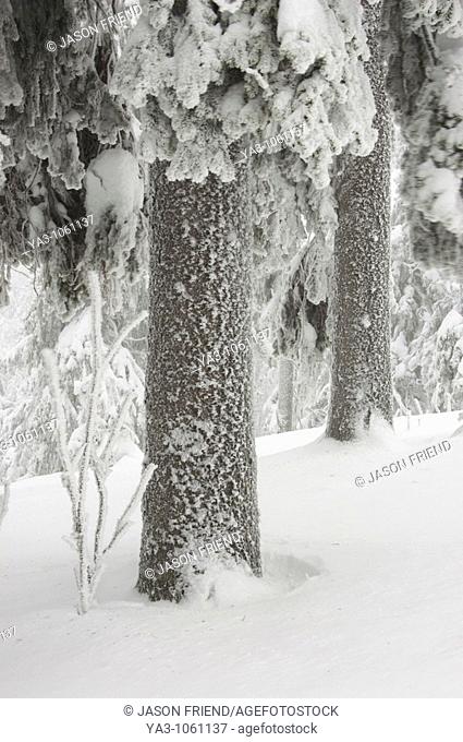Norway, Oslo, Holmenkollen  Snow covered trees found in the Holmenkollen area near to the Tryvann Ski-field