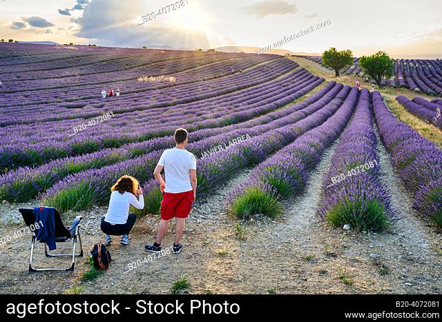 Lavender crop, Lavender in bloom, Valensole, Alpes-de-Haute-Provence, Provence-Alpes-Côte d’Azur, France, Europe. Lavender is a perennial plant that blooms from...