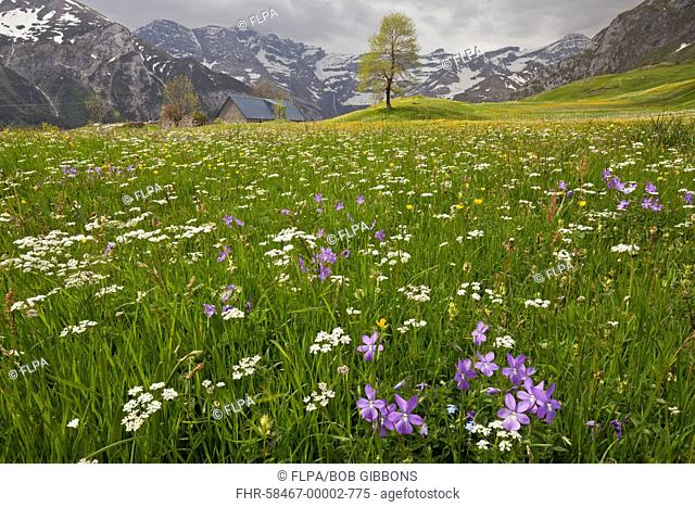 Horned Pansy (Viola cornuta) flowering, growing with mixed wildflowers in hay meadow habitat, Plateau de Saugue, Gavarnie, French Pyrenees, Hautes-Pyrenees