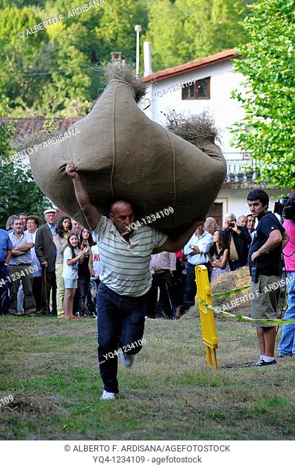 Asturian traditional sports, running test load of grass Benia de Onis, Asturias, Spain
