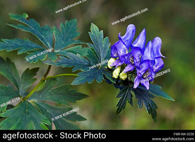 Monkshood, Aconitum axiliflorum, detail of blue coloured flowers growing outdoor