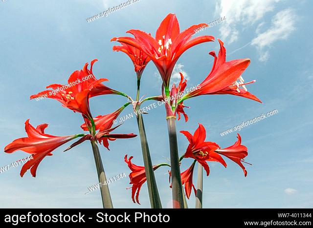 Red Amaryllis flowers