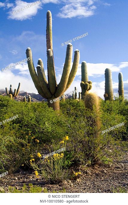 Candelabra Cacti, Cactaceae, Los Cardones National Park, Argentina, South America