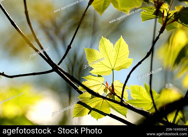 Sycamore maple leaf in the forest
