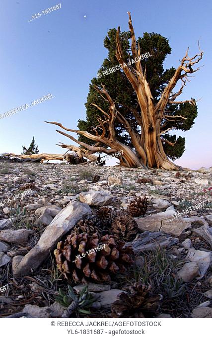 A pine cone promising new growth of an ancient Bristlecone Pine