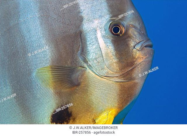 Longfin batfish (Platax teira), Maldives