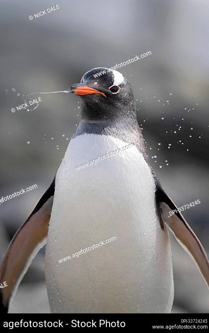 Close-up of Gentoo penguin (Pygoscelis papua) shaking dripping head; Antarctica