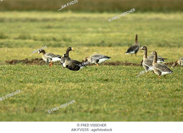 Greenland White-fronted Goose (Anser albifrons flavirostris) in a green meadow during winter in the Netherlands