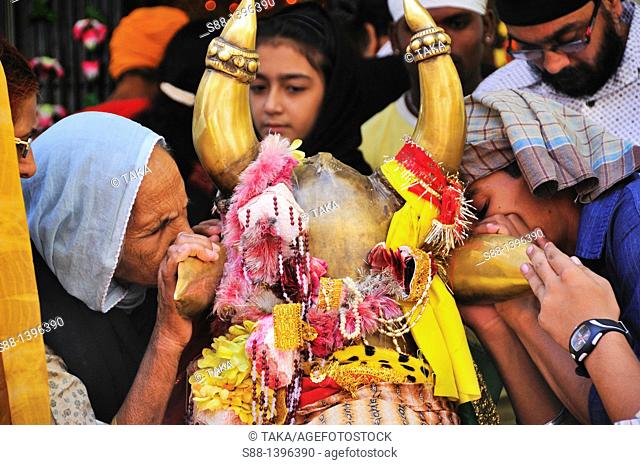 Pilgrims whisper their wish to the ear of the holy cow's at Gurudwara Temple in Manikaran