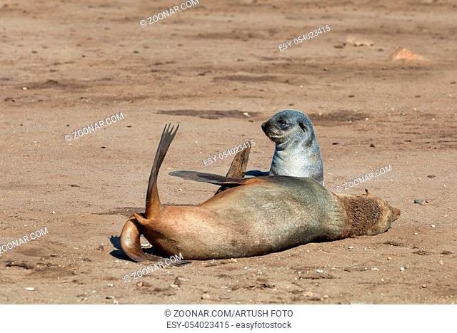 baby of brown fur seal in Cape Cross colony, Namibia safari wildlife